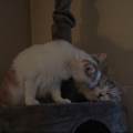 https://fr.holidog.com/ImagesPetSitters/77D9963E-4BA0-4BB0-9510-898EFE18C786_square_120.jpg Federica-332305-0