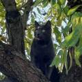 Au-royaume-des-animaux--1075804-2