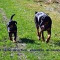 https://fr.holidog.com/ImagesPetSitters/788E5FEA-F71F-4C64-90BA-D8F0F28FC4EC_square_120.jpg Passionnément-chiens-110138-0