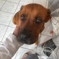 https://fr.holidog.com/ImagesPetSitters/789348B5-01F4-4D60-92F8-CB7F139F74E5_square_120.jpg Un-compagnon-pour-votre-compagnon--1094977-2