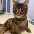 Pet-sitter--1149731-1