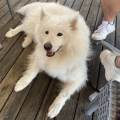 https://fr.holidog.com/ImagesPetSitters/793E0CAC-69D9-470E-A85F-09A5BA103AF1_square_120.jpg Chez-Juliette,-Thomas-ET-Luna-🐶-1116184-2