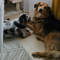 Amoureuse-des-animaux-1152838-0
