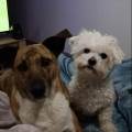 https://fr.holidog.com/ImagesPetSitters/794F92BF-D5A5-4BAF-BE42-6391639C5653_square_120.jpg 1110110-0