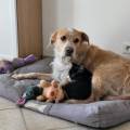 https://fr.holidog.com/ImagesPetSitters/7989EC96-DF54-448C-818E-6E0101A06B10_square_120.jpg --1071365-1