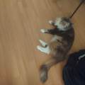 https://fr.holidog.com/ImagesPetSitters/798E9A24-6492-45C7-B0BC-93D4C1497032_square_120.jpg Le-paradis-des-animaux-1080388-3