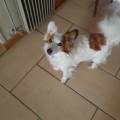 Chez-moi-les-animaux-sont-les-rois-1059705-1