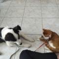 Vos-animaux-entre-de-bonnes-mains-1159858-2