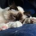 dog/catsitter-947117-2