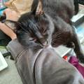 Comportementaliste-Chien-et-Chat--942796-2
