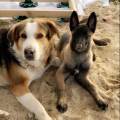 https://fr.holidog.com/ImagesPetSitters/7BF1C5F0-D35A-42B2-9992-377B3C6629F2_square_120.jpg J'adore-les-animaux--551756-1