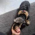 https://fr.holidog.com/ImagesPetSitters/7C9D3D7B-A7EC-4A87-98F6-2F7F0E53F64B_square_120.jpg 1046821-2