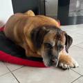 https://fr.holidog.com/ImagesPetSitters/7CE12E16-E5FC-4E2A-BA11-00901763FB65_square_120.jpg Pet-sitter-sérieuse-et-attentionnée-1102680-1
