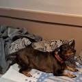 https://fr.holidog.com/ImagesPetSitters/7D47BFC4-EEED-46E0-8DBD-403251A4F75B_square_120.jpg pet-sitter-attentionnée-à-paris-1140735-2