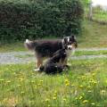 Des-vacances-pour-votre-loulou-1058651-2