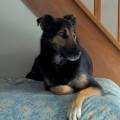 Une-nounou-pour-vos-animaux--1180605-0