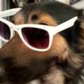 Les-chiens-y-sont-bien-918669-1