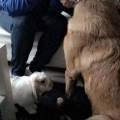 https://fr.holidog.com/ImagesPetSitters/7E7CCCE4-6F22-412C-B863-B7B2D25D9EC4_square_120.jpg Petsitter--426363-0