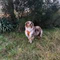 https://fr.holidog.com/ImagesPetSitters/7F01F703-1F67-44FF-BDF6-F9BA4586331F_square_120.jpg Le-paradis-des-chiens--557578-1