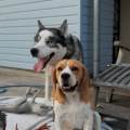 https://fr.holidog.com/ImagesPetSitters/7F6965F2-11C0-4ECB-B2A7-3FA87BA978A0_square_120.jpg -Pet-Sitter-de-Confiance--527579-2