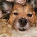 https://fr.holidog.com/ImagesPetSitters/7F8F23FE-9270-4F1B-9C83-22CC1E4E078D_square_120.jpg Petsitter-à-la-rescousse-265883-0