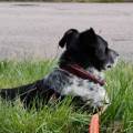 https://fr.holidog.com/ImagesPetSitters/7FCB5FD4-F3A2-4ED4-B323-D660EE315979_square_120.jpg --1096935-0