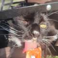 La-nounou-des-animaux-💜-1096818-2