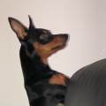 petsitter stranger