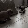 https://fr.holidog.com/ImagesPetSitters/80BBD6A4-7230-4ABB-8916-97254359D67E_square_120.jpg Aux-petits-soins-pour-vos-animaux-!-1098711-1