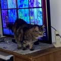 Petsitter-for-your-animals-921264-2