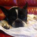 https://fr.holidog.com/ImagesPetSitters/81780029-9FBE-4820-8A25-38A649F5ED0A_square_120.jpg L'hôtel-des-animaux--274682-1