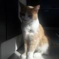 https://fr.holidog.com/ImagesPetSitters/81C3FA42-D51C-4E7D-9950-86053EAE4E7B_square_120.jpg Amour-des-animaux--484414-0