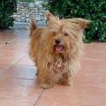 https://fr.holidog.com/ImagesPetSitters/824F373D-70FC-4E22-8419-52AAB61F3DFF_square_120.jpg Pour-les-animaux-!-123203-1