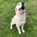Justine|Petsitter-920210-3