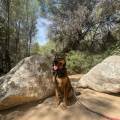 https://fr.holidog.com/ImagesPetSitters/82ACE7DF-80F7-4C6A-A5C2-B42040D3E3E6_square_120.jpg Promenades-et-visites-à-domicile-984222-3