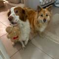 petsitter stranger