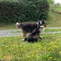 https://fr.holidog.com/ImagesPetSitters/83F733A7-54B5-474F-BFE4-3FC93644074B_square_120.jpg Offrez-des-vacances-à-votre-chien-1058651-1