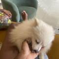 https://fr.holidog.com/ImagesPetSitters/83FA0B97-CB8F-4606-9759-D3298D782572_square_120.jpg Pet-sitter-passionnée--1086051-1
