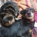 -PetSitter-expérimentée-à-Beauchamp-1100699-1