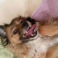 https://fr.holidog.com/ImagesPetSitters/845A352A-3164-4002-A094-EE9869E3DFDE_square_120.jpg Petsitter-à-la-rescousse-265883-3