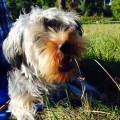 https://fr.holidog.com/ImagesPetSitters/84686E74-A928-478A-80ED-43245BD8840F_square_120.jpg --27412-0