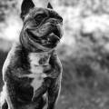 https://fr.holidog.com/ImagesPetSitters/848EA3EC-CD55-41A1-B017-3D1ACB2C3887_square_120.jpg 1062670-0