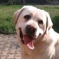 https://fr.holidog.com/ImagesPetSitters/8590B570-47ED-4C06-9CBD-6200300BF27A_square_120.jpg 62384-2