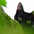 https://fr.holidog.com/ImagesPetSitters/85BED950-6D96-4560-9D0E-7A1CE20D4BD1_square_120.jpg 21445-2