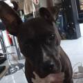 https://fr.holidog.com/ImagesPetSitters/85CBC624-7B2F-48A4-AC93-01DEE4232D02_square_120.jpg 1117507-0