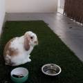 https://fr.holidog.com/ImagesPetSitters/85E027D6-3E57-4795-BCE8-304F2F741F64_square_120.jpg Petsitter--426363-3