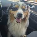 petsitter stranger