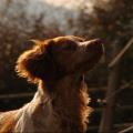 https://fr.holidog.com/ImagesPetSitters/87407D49-7FF1-4FFA-B6C3-3F1F2187FEB6_square_120.jpg 80858-1