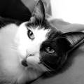 https://fr.holidog.com/ImagesPetSitters/8773B70E-392A-4A59-8BBF-05AAF46E7B11_square_120.jpg Let's-pet-!-13557-0
