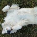 https://fr.holidog.com/ImagesPetSitters/87783674-BA47-4575-BA6A-F38A3AB9DA2B_square_120.jpg Le-bien-être-des-animaux--325993-3